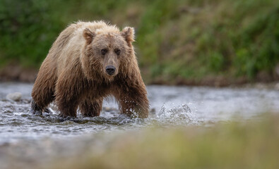 Poster - Brown Bear Fishing for Salmon in Katmai, Alaksa