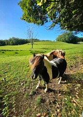 Vertical shot of two small horses peacefully grazing in a lush green grassy field