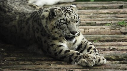 Poster - snow leopard lies and looks in different directions