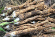 Fresh, dug horseradish root