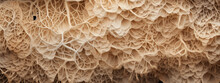 Close-up Of Mycelium Texture.
