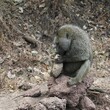 Close-up of a baboon perched on rocks eating in the zoo