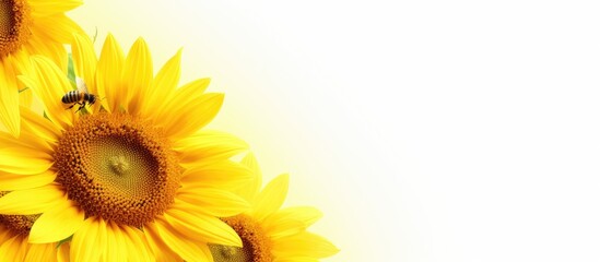 Poster - A sunflower of considerable size featuring the presence of a bee on its petals