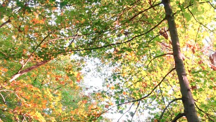 Canvas Print - Colorful Maple trees with colorful fall foliage along Huron river branch along Hines drive.