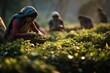 A scene from a tea plantation in Asia, with female tea pickers capturing the traditional culture of agricultural work.