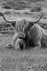 Poster - black and white vertical shot of the long horned yak laying on the grass