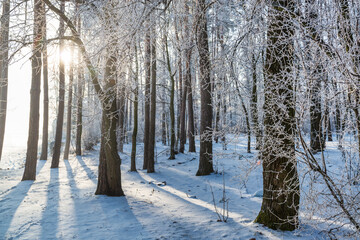 Canvas Print - Magic winter forest