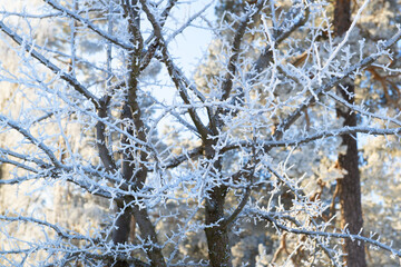 Sticker - Hoarfrost on a branch in winter forest