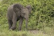 an elephant is walking along the grass beside bushes and brush