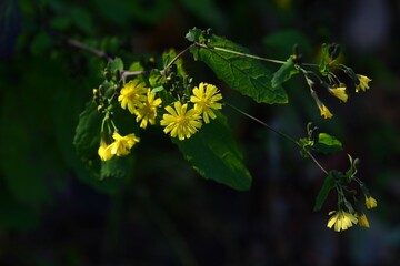 Canvas Print - Youngia denticulata flowers. Asteraceae biennial plants. Yellow flowers bloom from September to November. When the stem is broken, a bitter milky sap is released. Wild vegetable and medicinal herb.