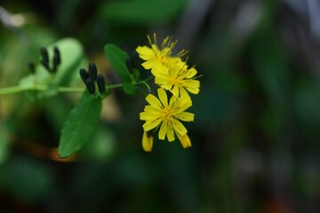 Wall Mural - Youngia denticulata flowers. Asteraceae biennial plants. Yellow flowers bloom from September to November. When the stem is broken, a bitter milky sap is released. Wild vegetable and medicinal herb.