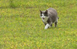 Fat gray and white cat walking across yellow clover field on a hot summer day