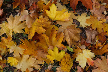 Wall Mural - autumn leaves background