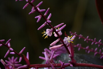 Sticker - Dwarf red dracaena ( Cordyline fruticosa ) flowers.
Asparagaceae evergreen tropical plants. In Hawaii, the underground rhizomes are edible and the leaves are used for hula dancers' skirts.