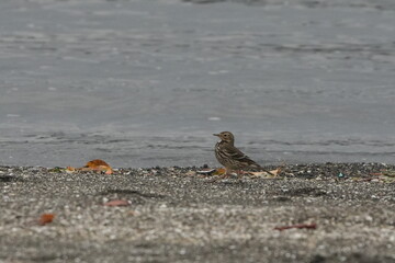 Canvas Print - buff be;;ied pipit in a seashore