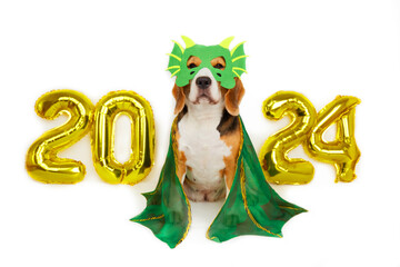 Happy New Year 2024 and Merry Christmas. A beagle dog in a dragon costume, helium balloons with the numbers 2024 on the background of bokeh lights