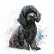 AI generated illustration of a vibrant watercolor painting of a poodle against white background