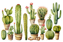 Cacti Set