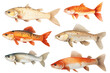Freshwater Fish Watercolor Set