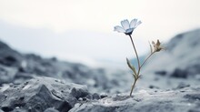 A Blue Flower In A Rocky Terrain. This Image Shows A Light Blue Flower With A Yellow Center Growing In A Rocky Terrain. The Flower Has A Thin Stem And A Few Leaves.