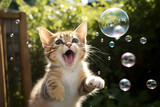 Fototapeta  - シャボン玉で遊ぶ可愛い子ネコ