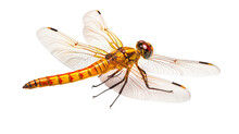 Orange Dragonfly Side View , Isolated On Transparent Background Cutout 