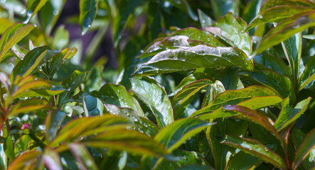 There is a drop of water on a plant leaf