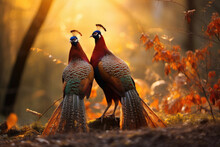 Lover Couple Of Pheasants In The Wild