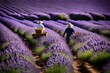 A flourishing lavender field in full bloom, with workers harvesting the fragrant purple flowers for essential oils and other products. --ar