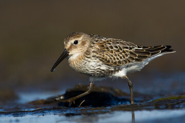 Wall Mural - shore bird - dunlin calidris alpina, migratory bird, baltic sea, wildlife poland europe