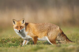 Fototapeta  - Fox Vulpes vulpes in natural scenery, Poland Europe, animal walking among meadow