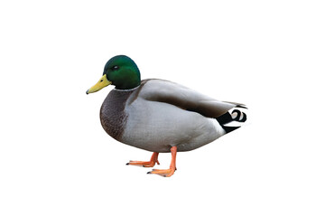 Wall Mural - male mallard duck isolated on white background