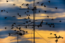 A Flock Of Birds On The Antennas Against The Background Of The Sunset.