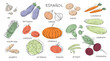 Vegetable drawing. Spanish vocabulary. Language kids education. Onion and cabbage sketch. Raw pumpkin and broccoli. Vegan food with inscriptions. Words studying. Vector banner design