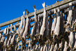 Norwegian stockfish, drying on a rig at Lofoten islands in Norway