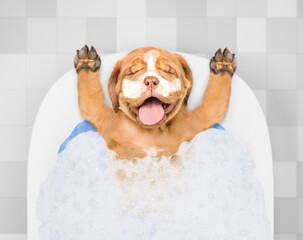 Leinwandbilder - Happy Mastiff puppy with shower cap and with cream on it face takes the bath at home. Top down view