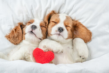 Wall Mural - Two cute Cavalier King Charles Spaniel puppies sleep together with red heart on a bed at home. Top down view