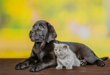Poster - Black labrador puppy lying with tiny kitten at summer park. Pets look away and up on empty space