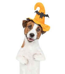 Wall Mural - Jack russell terrier puppy wearing hat for halloween looks at camera. isolated on white background