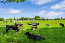 Frisian Cows In A Meadow