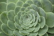 Close up of an Aeonium rosette