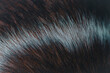 The fur of male dogs alternates between black, brown, and white.