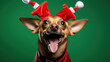 Portrait of a Chihuahua dog dressed in festive Christmas attire with antler headband and a red scarf, set against a solid green background.