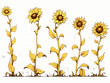 Drawing of Sunflowers - stages of growth illustration separated, sweeping overdrawn lines.