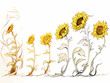 Drawing of Sunflowers - stages of growth illustration separated, sweeping overdrawn lines.