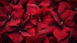 Poinsettia flowers Christmas background. Floral winter season decoration banner. Beautiful Xmas wallpaper. Merry Christmas and Happy New Year 2024 concept..