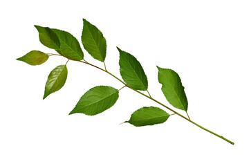 Wall Mural - fresh branch with green leaves isolated on white background. element for creating design, card, patt