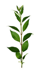 Wall Mural - fresh branch with green leaves isolated on white background. element for creating design, card, patt