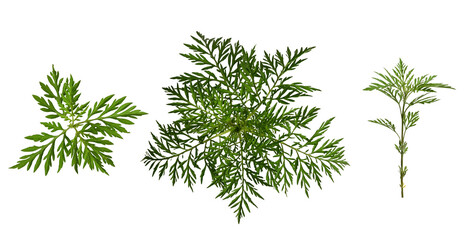 Wall Mural - set of ambrosia leaves and twigs isolated on a white background. elements for creating designs, card