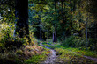 Leśna ścieżka pośród jesiennych kolorów.Okolice Karpnik (Dolny Śląsk)